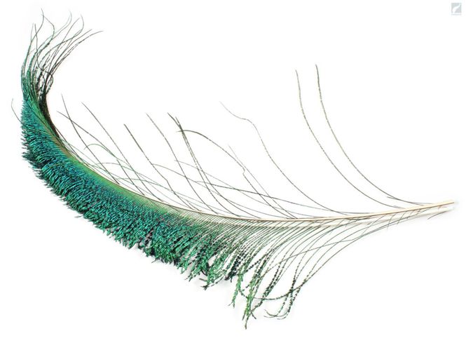 Hovedbilde Peacock Sword Feathers